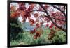 Flamboyan Tree On Culebra, Puerto Rico-George Oze-Framed Photographic Print