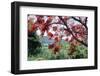 Flamboyan Tree On Culebra, Puerto Rico-George Oze-Framed Photographic Print