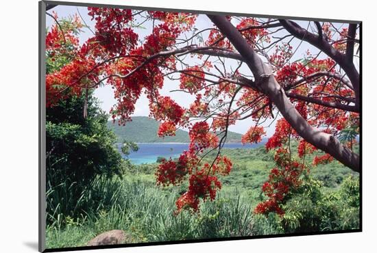 Flamboyan Tree On Culebra, Puerto Rico-George Oze-Mounted Photographic Print