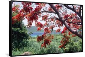 Flamboyan Tree On Culebra, Puerto Rico-George Oze-Framed Stretched Canvas