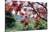 Flamboyan Tree On Culebra, Puerto Rico-George Oze-Stretched Canvas