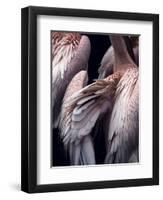 Flamboyance 1-Design Fabrikken-Framed Premium Photographic Print