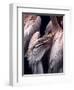 Flamboyance 1-Design Fabrikken-Framed Premium Photographic Print