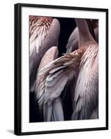 Flamboyance 1-Design Fabrikken-Framed Photographic Print