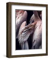 Flamboyance 1-Design Fabrikken-Framed Photographic Print