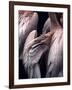 Flamboyance 1-Design Fabrikken-Framed Photographic Print