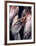 Flamboyance 1-Design Fabrikken-Framed Photographic Print