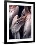 Flamboyance 1-Design Fabrikken-Framed Photographic Print