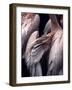 Flamboyance 1-Design Fabrikken-Framed Photographic Print