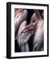 Flamboyance 1-Design Fabrikken-Framed Photographic Print