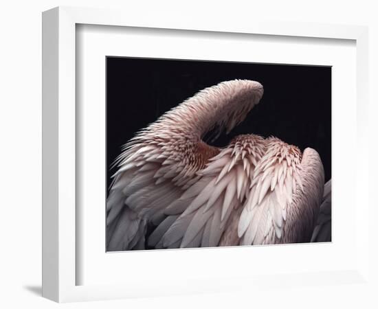 Flamboyance 2-Design Fabrikken-Framed Photographic Print