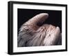 Flamboyance 2-Design Fabrikken-Framed Photographic Print