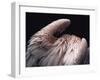 Flamboyance 2-Design Fabrikken-Framed Photographic Print