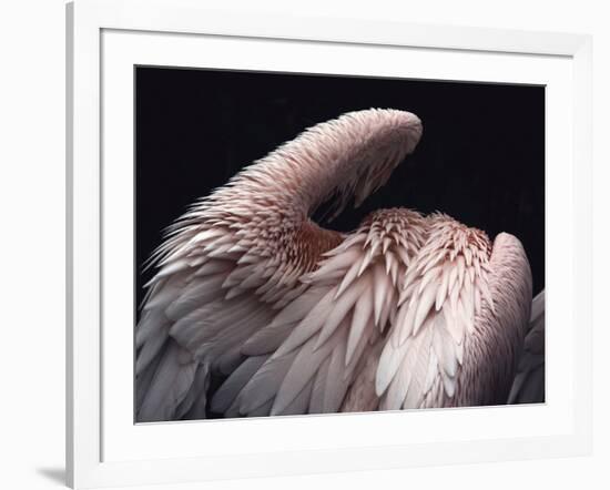 Flamboyance 2-Design Fabrikken-Framed Photographic Print