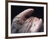 Flamboyance 2-Design Fabrikken-Framed Photographic Print