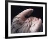 Flamboyance 2-Design Fabrikken-Framed Photographic Print