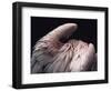 Flamboyance 2-Design Fabrikken-Framed Photographic Print