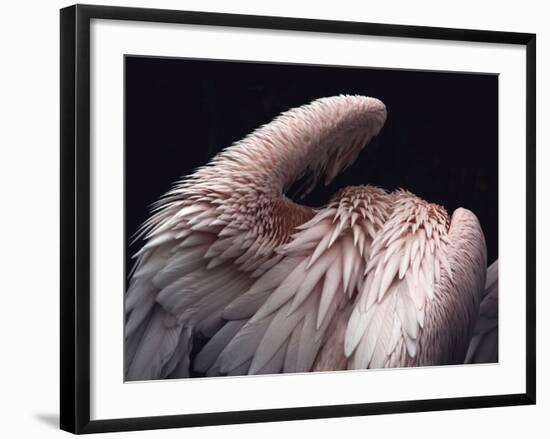 Flamboyance 2-Design Fabrikken-Framed Photographic Print