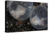 Flamboyant Cuttlefish Embryos Develop in their Eggs-Stocktrek Images-Stretched Canvas