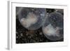 Flamboyant Cuttlefish Embryos Develop in their Eggs-Stocktrek Images-Framed Photographic Print