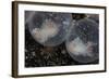Flamboyant Cuttlefish Embryos Develop in their Eggs-Stocktrek Images-Framed Photographic Print