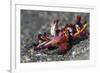 Flamboyant Cuttlefish (Metasepia Pfefferi) Moving Across The Sand At Night-Alex Mustard-Framed Photographic Print