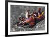 Flamboyant Cuttlefish (Metasepia Pfefferi) Moving Across The Sand At Night-Alex Mustard-Framed Photographic Print