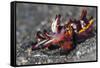 Flamboyant Cuttlefish (Metasepia Pfefferi) Moving Across The Sand At Night-Alex Mustard-Framed Stretched Canvas