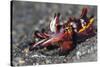 Flamboyant Cuttlefish (Metasepia Pfefferi) Moving Across The Sand At Night-Alex Mustard-Stretched Canvas