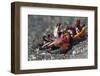 Flamboyant Cuttlefish (Metasepia Pfefferi) Moving Across The Sand At Night-Alex Mustard-Framed Photographic Print