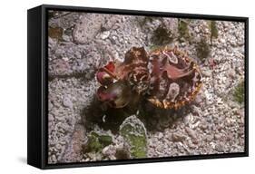 Flamboyant Cuttlefish Photographed in an Isolated-null-Framed Stretched Canvas