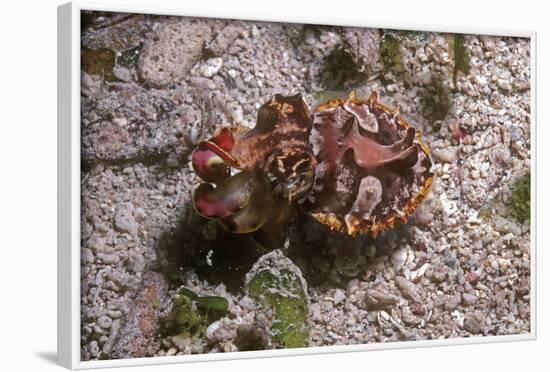 Flamboyant Cuttlefish Photographed in an Isolated-null-Framed Photographic Print