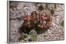 Flamboyant Cuttlefish Photographed in an Isolated-null-Framed Photographic Print