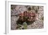 Flamboyant Cuttlefish Photographed in an Isolated-null-Framed Photographic Print