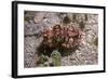 Flamboyant Cuttlefish Photographed in an Isolated-null-Framed Photographic Print