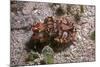 Flamboyant Cuttlefish Photographed in an Isolated-null-Mounted Photographic Print