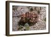 Flamboyant Cuttlefish Photographed in an Isolated-null-Framed Photographic Print