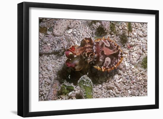 Flamboyant Cuttlefish Photographed in an Isolated-null-Framed Photographic Print