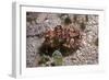 Flamboyant Cuttlefish Photographed in an Isolated-null-Framed Photographic Print