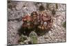 Flamboyant Cuttlefish Photographed in an Isolated-null-Mounted Photographic Print