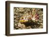 Flamboyant Cuttlefish with Raised Tentacles-Hal Beral-Framed Photographic Print