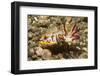 Flamboyant Cuttlefish with Raised Tentacles-Hal Beral-Framed Photographic Print