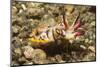 Flamboyant Cuttlefish with Raised Tentacles-Hal Beral-Mounted Photographic Print