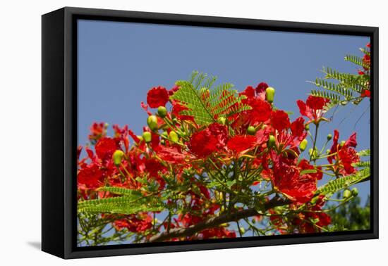 Flamboyant Tree in Bloom, Ile Royale, Salvation Islands, French Guiana-Cindy Miller Hopkins-Framed Stretched Canvas