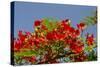 Flamboyant Tree in Bloom, Ile Royale, Salvation Islands, French Guiana-Cindy Miller Hopkins-Stretched Canvas