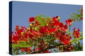 Flamboyant Tree in Bloom, Ile Royale, Salvation Islands, French Guiana-Cindy Miller Hopkins-Stretched Canvas