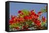 Flamboyant Tree in Bloom, Ile Royale, Salvation Islands, French Guiana-Cindy Miller Hopkins-Framed Stretched Canvas
