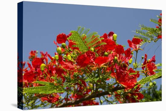 Flamboyant Tree in Bloom, Ile Royale, Salvation Islands, French Guiana-Cindy Miller Hopkins-Stretched Canvas