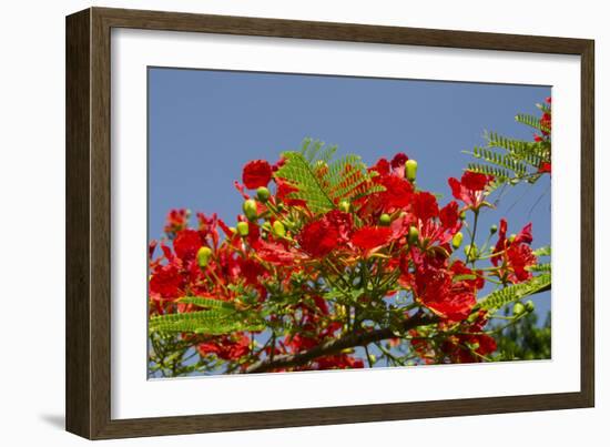 Flamboyant Tree in Bloom, Ile Royale, Salvation Islands, French Guiana-Cindy Miller Hopkins-Framed Photographic Print