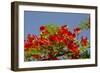 Flamboyant Tree in Bloom, Ile Royale, Salvation Islands, French Guiana-Cindy Miller Hopkins-Framed Photographic Print
